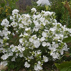 Malva moschata 'Alba' Pot 9cm.
