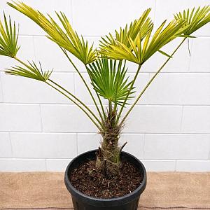 Trachycarpus wagnerianus Container 30lt. 80/100cm.