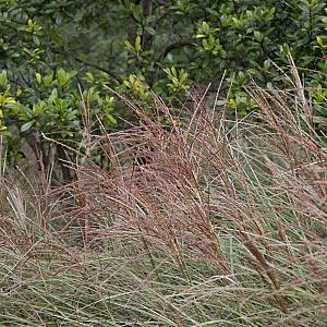Miscanthus sin. 'Ferner Osten' Pot 9cm.