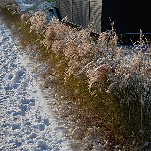Miscanthus sin. 'Kleine Fontaine' Pot 9cm.