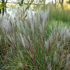 Miscanthus sin. 'Kleine Silbersp.' Container 2lt. 20/25cm.
