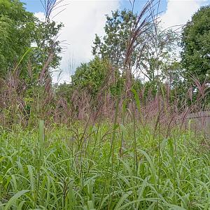Miscanthus sin. 'Malepartus' Pot 9cm.