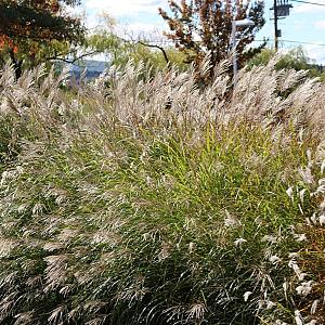 Miscanthus sin. 'Yakushima Dwarf' Pot 9cm.
