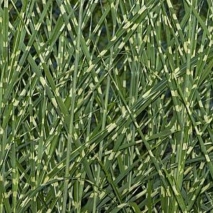 Miscanthus sin. 'Zebrinus' Pot 9cm.