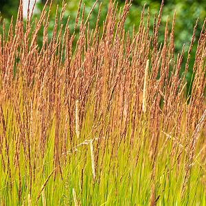 Molinia arundinacea 'Karl Foerster' Pot 9cm.