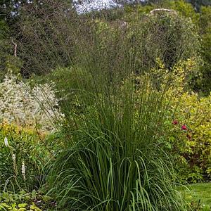 Molinia caerulea 'Moorhexe' Pot 9cm.