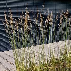 Molinia caerulea 'Poul Petersen' Pot 9cm.