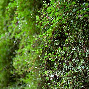 Muehlenbeckia complexa Pot 9cm.