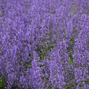 Nepeta faassenii 'Six Hills Giant' Pot 9cm.