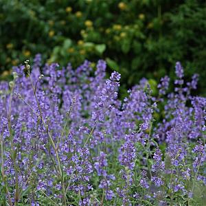 Nepeta faassenii 'Walker's Low' Pot 9cm.