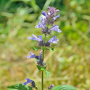 Nepeta subsessilis Pot 9cm.