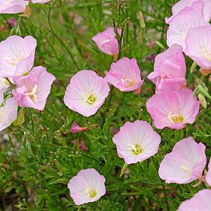 Oenothera speciosa 'Siskiyou' Pot 9cm.