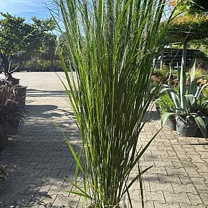 Panicum virgatum 'Northwind' Pot 9cm.
