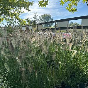 Pennisetum al. 'Hameln' Container 2lt.