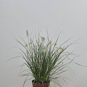 Pennisetum al. 'Little Bunny' Pot 9cm.
