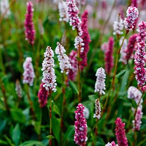 Persicaria aff. 'Kabouter' Pot 9cm.