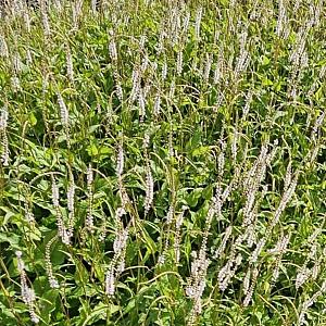 Persicaria amplexicaulis 'Alba' Pot 9cm.