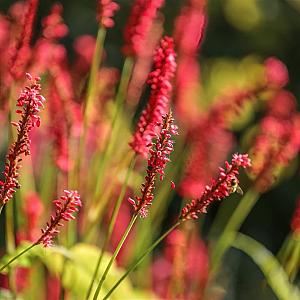 Persicaria amplexcaulis 'Firedance' Pot 9cm.