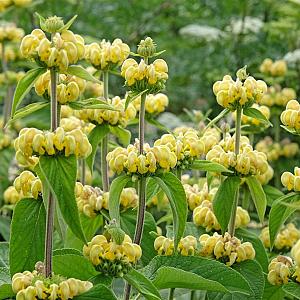 Phlomis russeliana Pot 9cm.