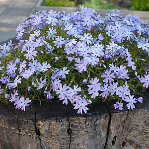 Phlox div. 'Clouds of Perfume' Pot 9cm.
