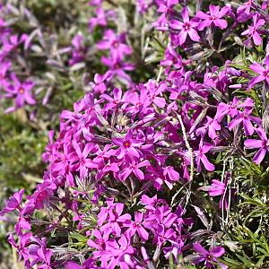 Phlox (S) 'Atropurpurea' Pot 9cm.