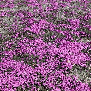 Phlox (S) 'Moerheimii' Pot 9cm.