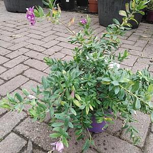 Polygala myrtifolia Container 7,5lt. 60/80cm.