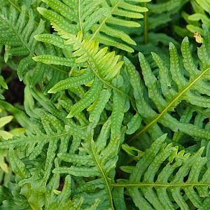Polypodium vulgare Pot 9cm.