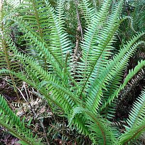 Polystichum munitum Container 2lt.
