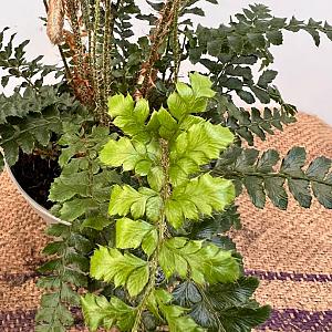 Polystichum polyblepharum Container 2lt.