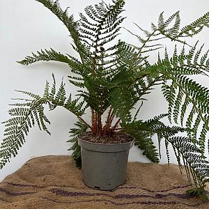 Polystichum set. 'Dahlem' Container 2lt.
