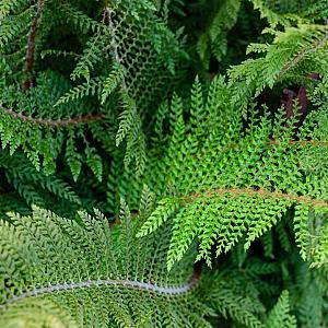 Polystichum set. 'Proliferum' Container 2lt.