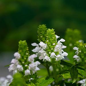 Prunella grand. 'Alba' Pot 9cm.