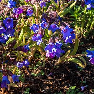 Pulmonaria angustifolia Pot 9cm.