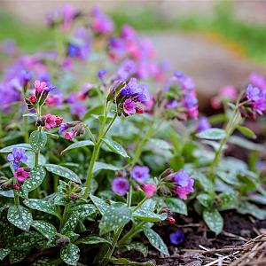 Pulmonaria officinalis Pot 9cm.