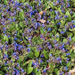 Pulmonaria 'Blue Ensign' Pot 9cm.