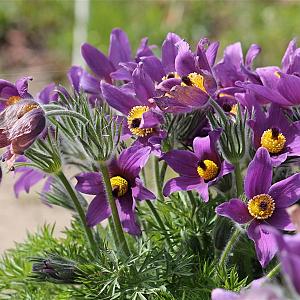 Pulsatilla vulgaris Pot 9cm.