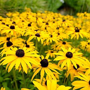 Rudbeckia fulgida 'Goldsturm' Pot 9cm.