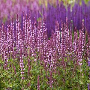 Salvia nemorosa 'Amethyst' Pot 9cm.