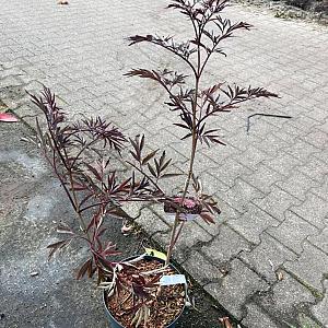 Sambucus nigra 'Black Lace' Container 7,5lt. 50/60cm.