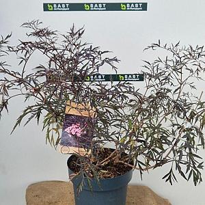 Sambucus nigra 'Black Lace' Container 7,5lt. 50/60cm.