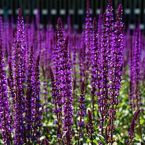 Salvia nemorosa 'Caradonna' Container 3lt.