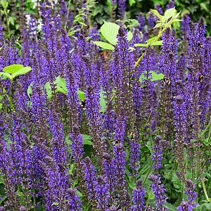 Salvia nemorosa 'Mainacht' Pot 9cm.