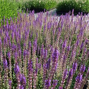 Salvia nemorosa 'Ostfriesland' Pot 9cm.