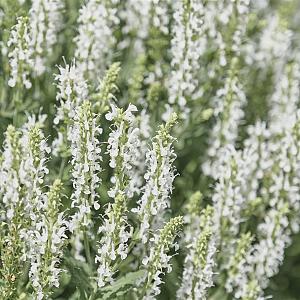 Salvia nem. 'Schneehügel' Pot 9cm.