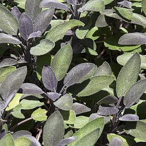 Salvia off. 'Purpurascens' Pot 9cm.