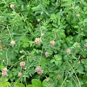 Sanguisorba minor Pot 9cm.