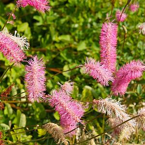 Sanguisorba obtusa Pot 9cm.
