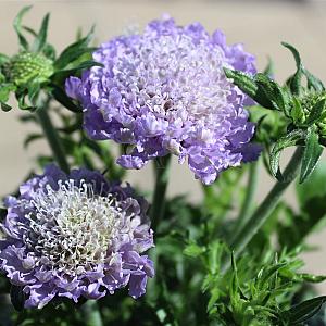 Scabiosa colum Butterfly Blue Pot 9cm.