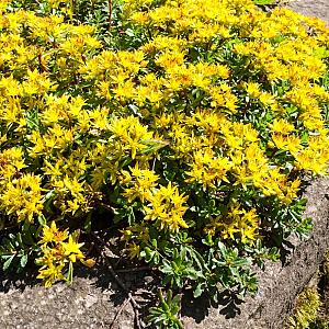 Sedum kamtschaticum Pot 9cm.